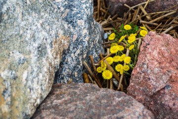 Yellow flowers grow among the stones