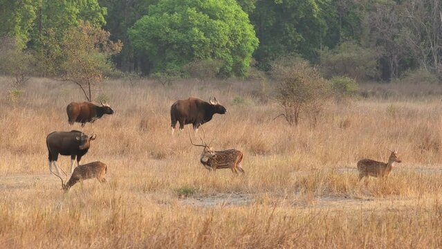 Gaur or Indian Bison or bos gaurus herd a danger animal or beast alert with alarm call of spotted deer or chital axis deer in landscape of bandhavgarh national park forest madhya pradesh india asia
