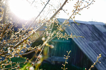 spring in the village