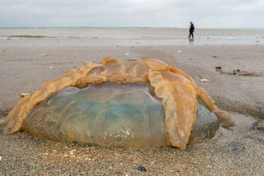 Big Jellyfish Rhizostoma pulmo on beach west Atlantic coast France