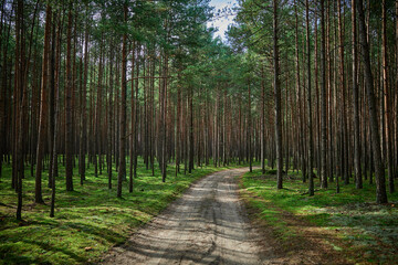 Dense coniferous forest in the morning with the sun breaking through between the trees, the sandy road in the middle curves to the right disappearing deep into the forest.