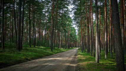 Fototapeta na wymiar The sandy road divides the dense coniferous forest into two parts.