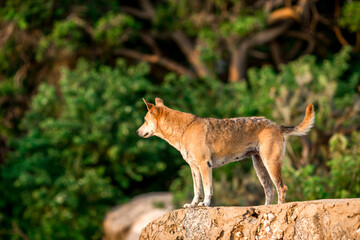 Blurred abstract background of dogs running or lounging by the beach, while waiting for their owner or food during the day.