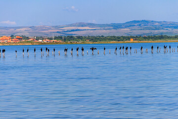 Flock of great cormorants (Phalacrocorax carbo) perched on a wooden poles at Pomorie salt lake in...