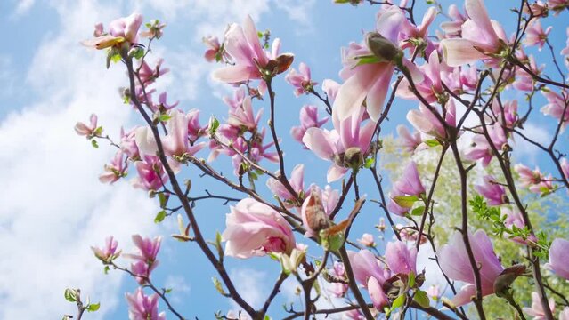Magnolie kwitną wiosną na tle błękitnego nieba
