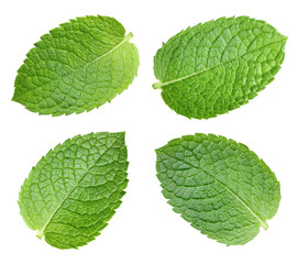 Mint leaf isolated on white background. Fresh mint collection. Mint macro studio photo