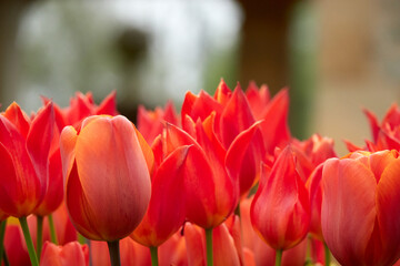 Fire tulips