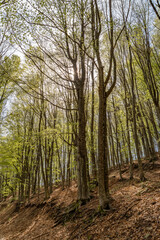 Obraz premium Il bosco appenninico nel parco del Corno alle Scale