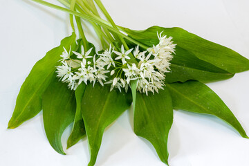 Bärlauchblüte