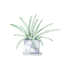 Watercolor spider plant