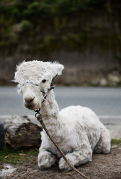 alpaca in the mountains of Ecuador
