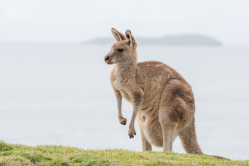 Naklejka na ściany i meble Kangaroos at Emerald Beach, Coffs Coast, New South Wales, Australia.