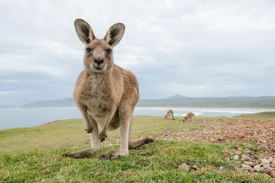 Kangaroos at Emerald Beach, Coffs Coast, New South Wales, Australia.