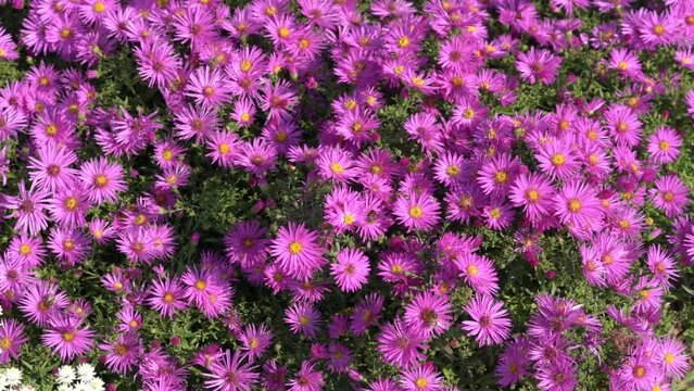 Aster novi belgii 'Dandy' a magenta pink herbaceous summer autumn perennial flower plant commonly known as Michaelmas daisy, stock video footage clip 