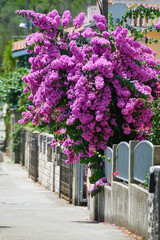 Flowering bush of magenta bougainvillea at the fence