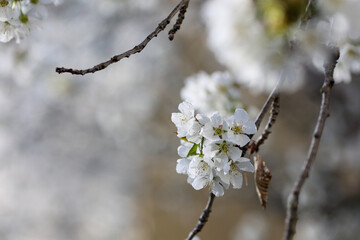 close view of cherry white flowers in bloom in nature