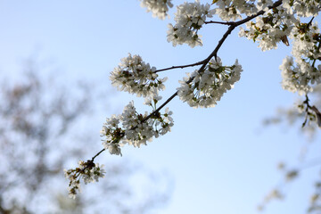 branch of cherry tree full of white flowers against blue sky