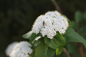 close view of fly on white flowers of viburnum lantana plant
