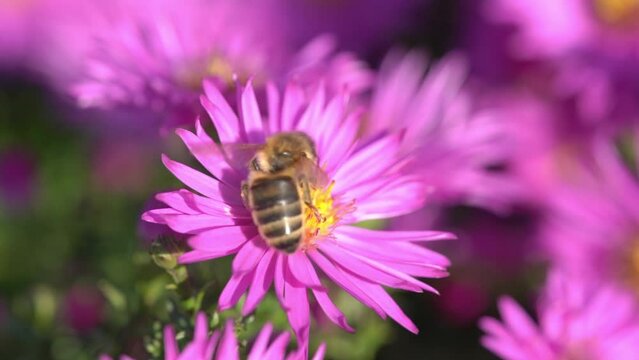 Aster novi belgii 'Dandy' a magenta pink herbaceous summer autumn perennial flower plant commonly known as Michaelmas daisy with a honeybee, stock video footage clip