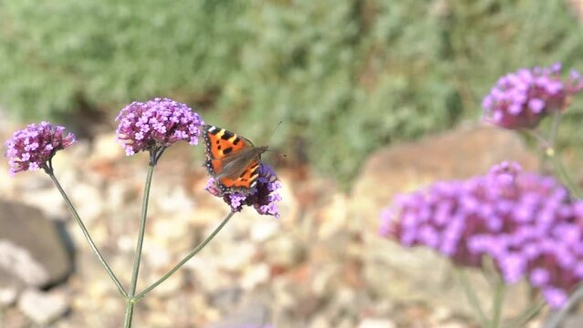Tortoiseshell butterfly (Aglais urticae ) feeding on a purple verbena bonariensis flower plant with wings outstretched before flying away, macro close up, stock video footage clip