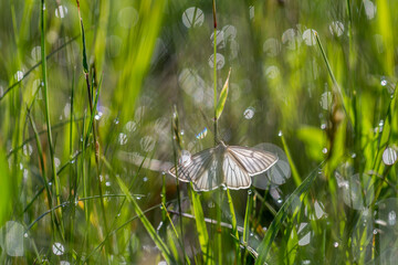 Motyl dyblik lniaczek na łące o poranku