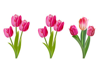 Realistic vector tulips set. Not trace, using mesh. The blank for your design. Pink tulips flowers on white background.