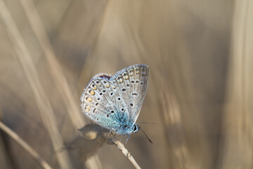 Motyl modraszek ikar na brązowym tle