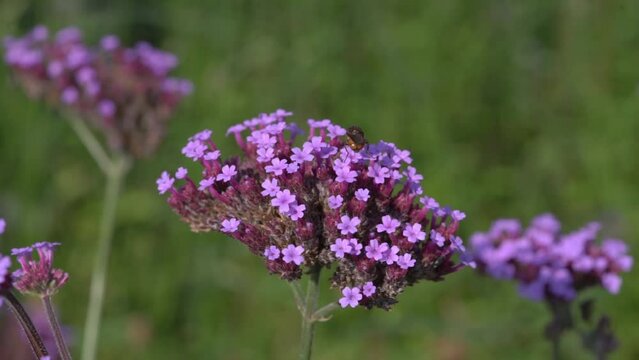 Honey bee collecting pollen on a purple verbena bonariensis flower plant they are used for pollination and are also known as honeybee, macro close up, stock video footage clip