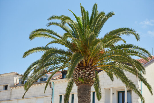 Vivid palm tree against the background of the building and the blue sky