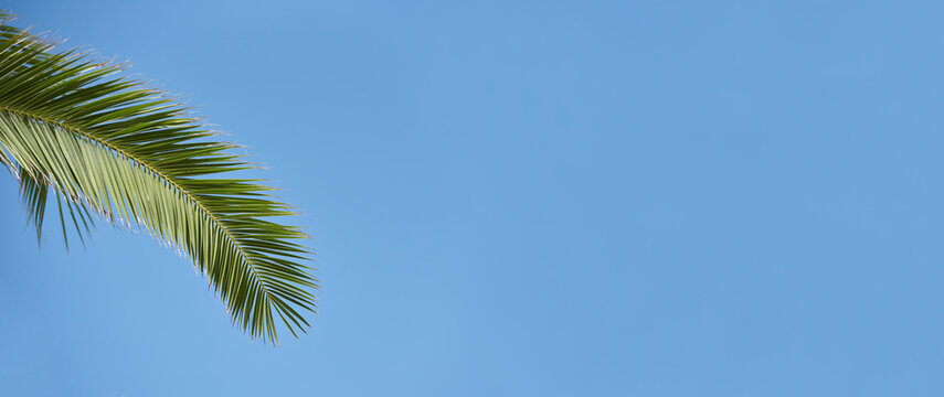 Palm branch on blue sky background, template with copy space