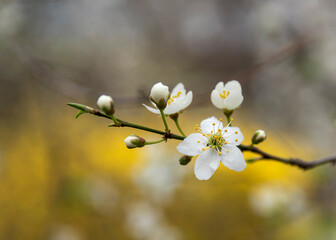 White flowers of wild pear tree on yellow background