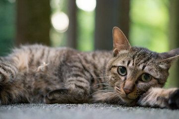  A cat living in a Japanese forest
