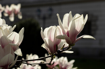 A branch of a blooming magnolia on a dark background