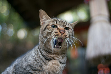 大きなあくびをする野良猫