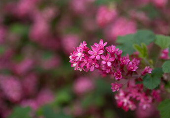 Pink flowers of blood currant on a spring day