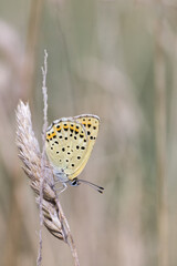 Motyl czerwończyk uroczek na łące © Henryk Guziak