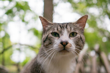 日本の森に暮らす猫