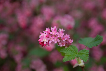 Fototapeta premium Pink flowers of blood currant on a spring day