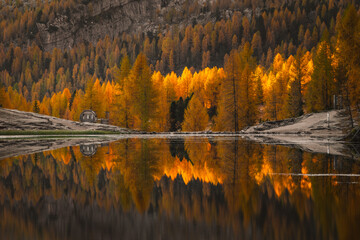 Fall sunrise on Lake Federa in the Italian Dolomites. Yellow larches create a unique atmosphere of this place.