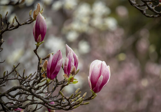 A branch of blooming magnolia on a light background