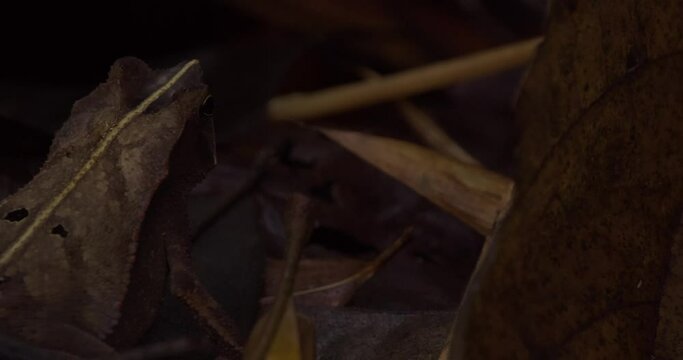 The backside of a brown amazonian horned frog sits still on top of the leaves of the dark jungle ground, pan shot