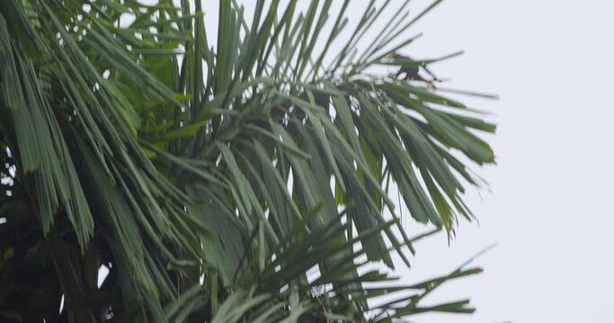 A oropendola bird carries grass in its beak as it flies and lands on the edge of a tree, following shot