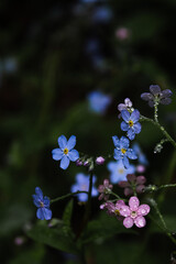 Close-up of forget-me-not flowers with dew drops
