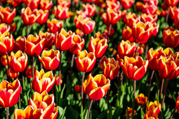 red tulip flower field with colorful natural background. flowering