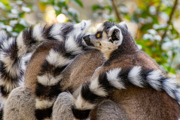 Lemurs hugging each other	
