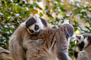 Lemurs hugging each other	
