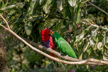 Green Parrot & Red Parrot Kissing and hanging in a tree	
