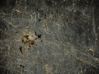 A bunch of insect stuck in a spider's web has made an abstract pattern.