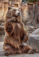 brown bear in zoo