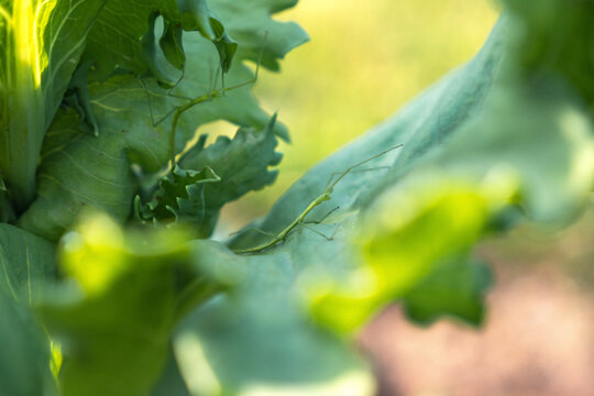 Two stick insects in full activity, in poppy leaves.../Deux phasmes en pleine activit&eacute;, dans des feuilles de pavot...